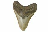 Fossil Megalodon Tooth - North Carolina #164877-1